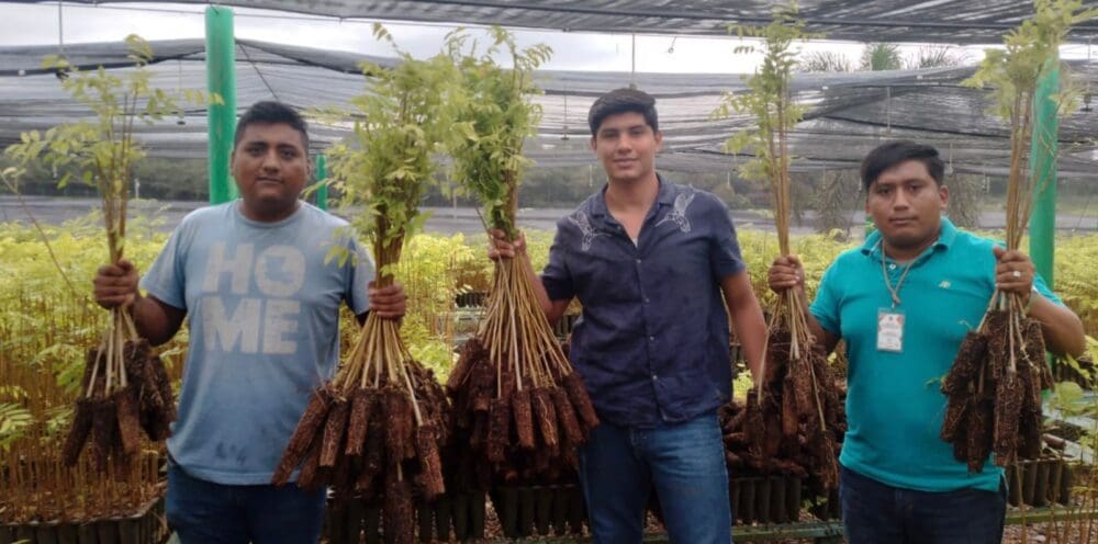 Gobierno del cambio se compromete con la reforestación de áreas en todo ...